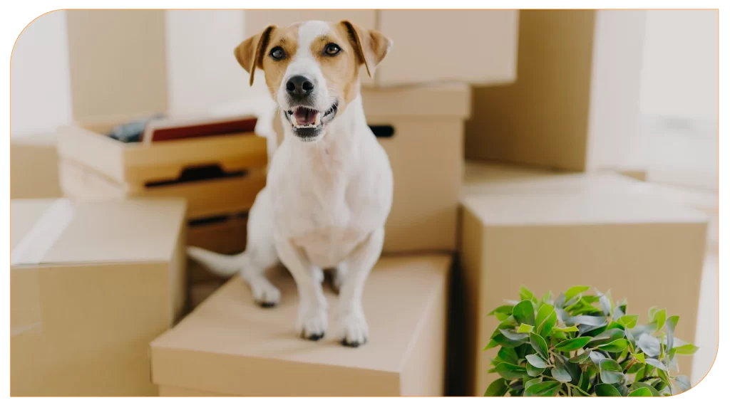 Pet se mudando pro seu apartamento novo