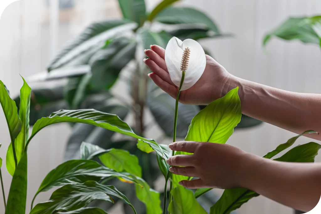 Como deixar a sua casa mais fresca no verão lírio da paz