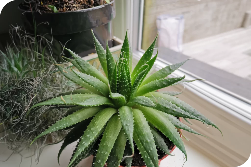 Como deixar a sua casa mais fresca no verão Aloe Vera