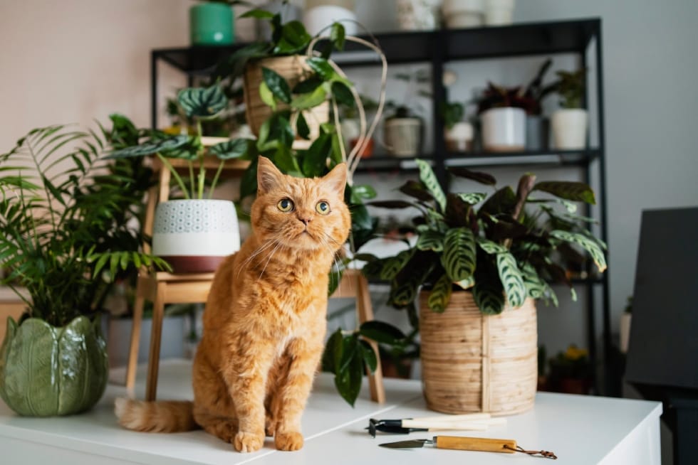 como ter plantas no seu ape um guia completo gato no meio das plantas stanza