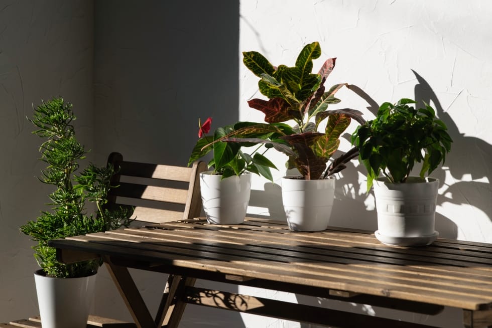 como ter plantas no seu ape um guia completo iluminacao de plantas