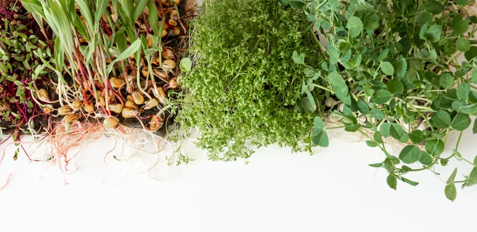 Horta em apartamento temperos e ervas horta em apartamento temperos e ervas